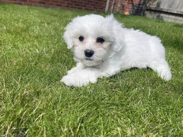 Maltesei cuccioli maschio e femmina | Foto 0