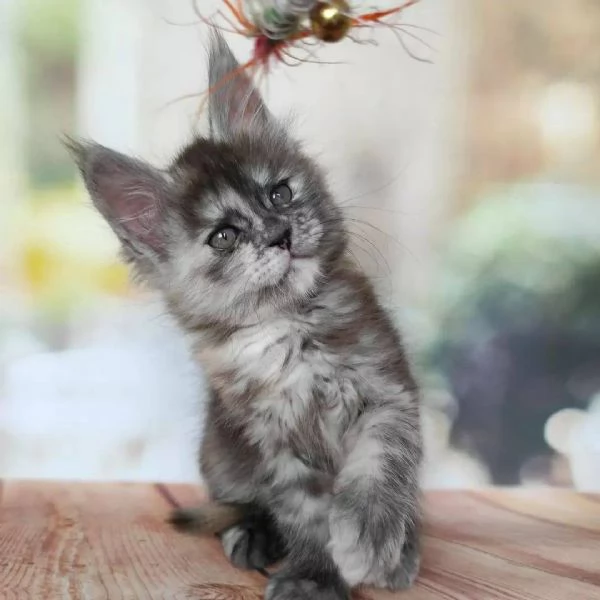 Cuccioli di Maine coon | Foto 0