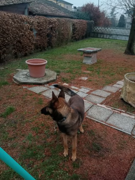 Pastore belga malinois  | Foto 1