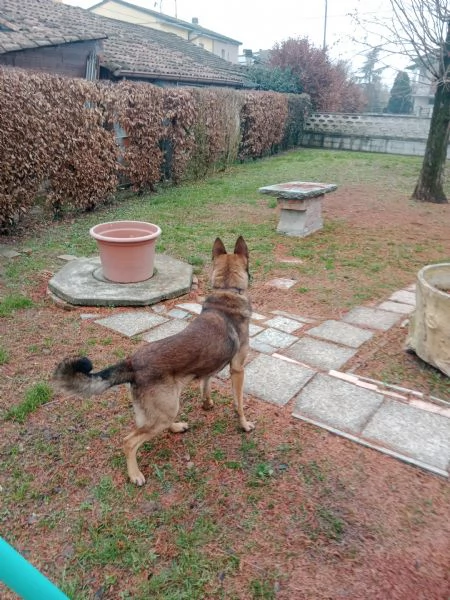 Pastore belga malinois  | Foto 0