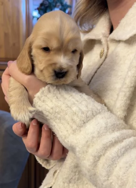 Cocker spaniel inglese