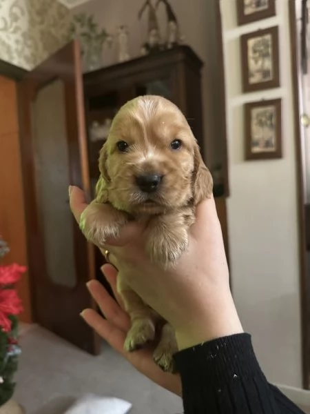 Cocker spaniel inglese | Foto 3