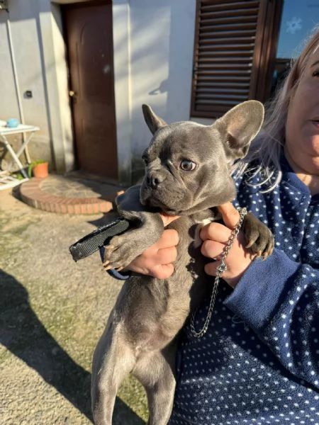 bulldog francese femmina colore blu esotica 9 mesi | Foto 0