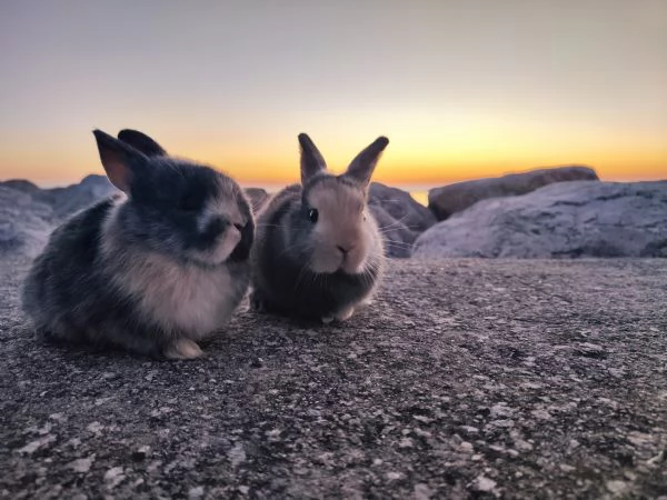 Cuccioli di coniglio Nano