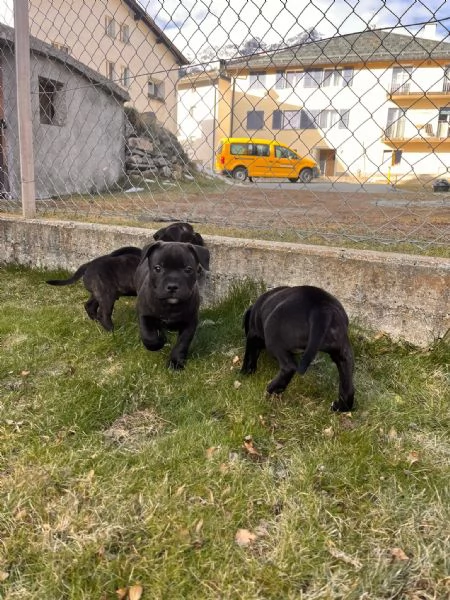 STAFFORDSHIRE BULL TERRIER 