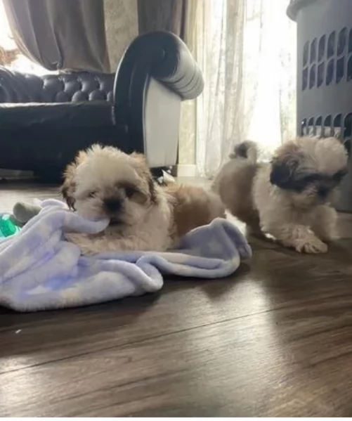  Shihtzu della migliore qualit | Foto 1