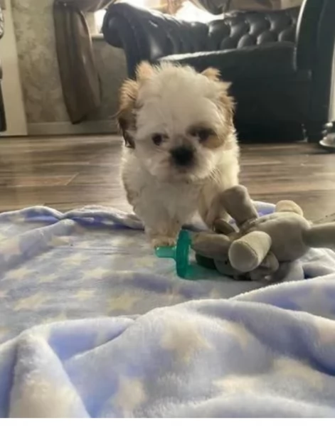  Shihtzu della migliore qualit | Foto 0