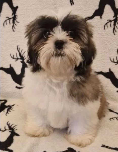  Shihtzu della migliore qualit | Foto 1