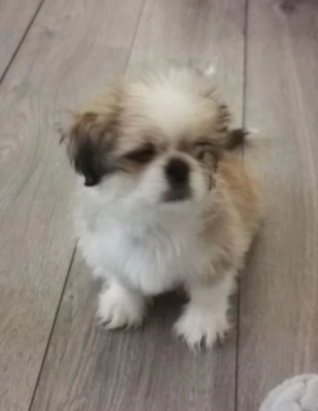  Shihtzu della migliore qualit