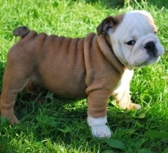 cuccioli inglese bulldog disponibili per adozione | Foto 2