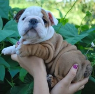 cuccioli inglese bulldog disponibili per adozione | Foto 0