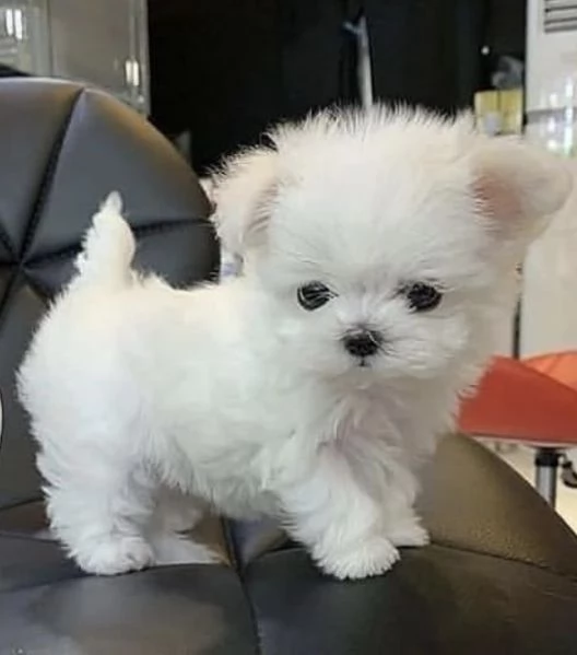 Cuccioli maltesi in adozione maschi e femmine