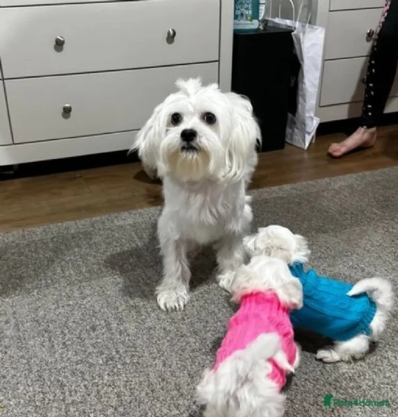 2cuccioli di maltese teacup sono pronti a partire | Foto 0