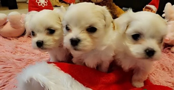 2cuccioli di maltese maschi e femmine per ladozione gratuita