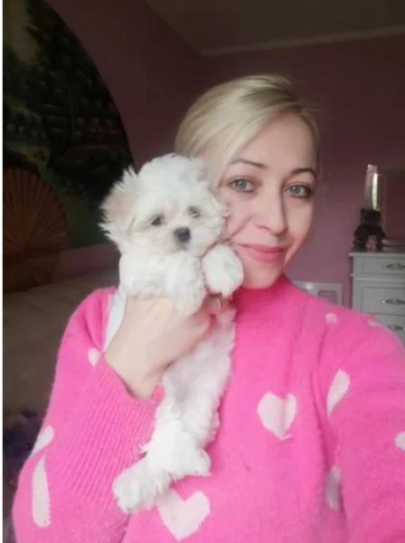 Adorabili cucciolini di maltese  in adozione maschi e femmine | Foto 1