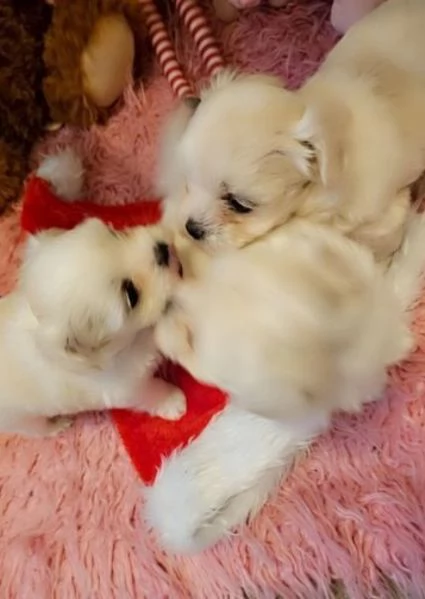 2 Cuccioli maltesi in adozione maschi e femmine