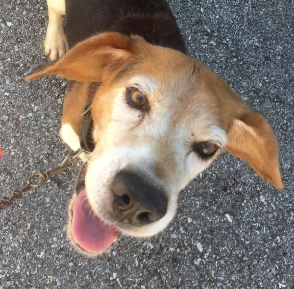 Beagle di 12anni con petigree cerca casa | Foto 0