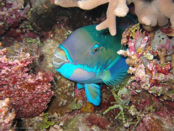 Pesce pappagallo dorato rilasciato in buona casa