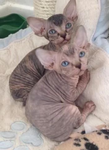 Cuccioli di Sphynx