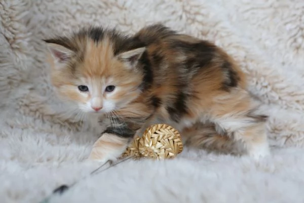 Cuccioli norvegesi delle foreste ped ANFI  FIFE | Foto 1