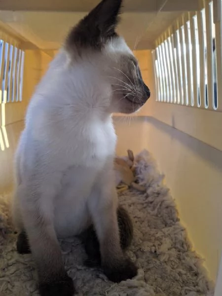 5 cuccioli di Siamese | Foto 0