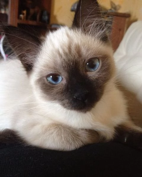 5 cuccioli di Siamese