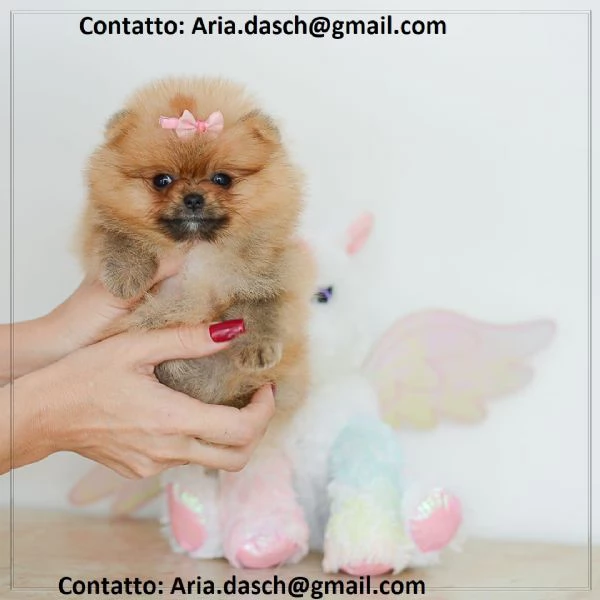 POMERANIA CUCCIOLI MASCHIO E FEMMINA bellissimi cuccioli di Pomerania maschio e femmina si conse