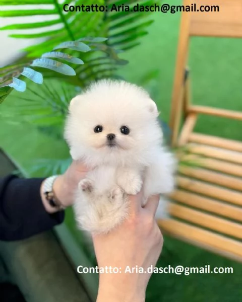 POMERANIA CUCCIOLI MASCHIO E FEMMINA bellissimi cuccioli di Pomerania maschio e femmina si conse