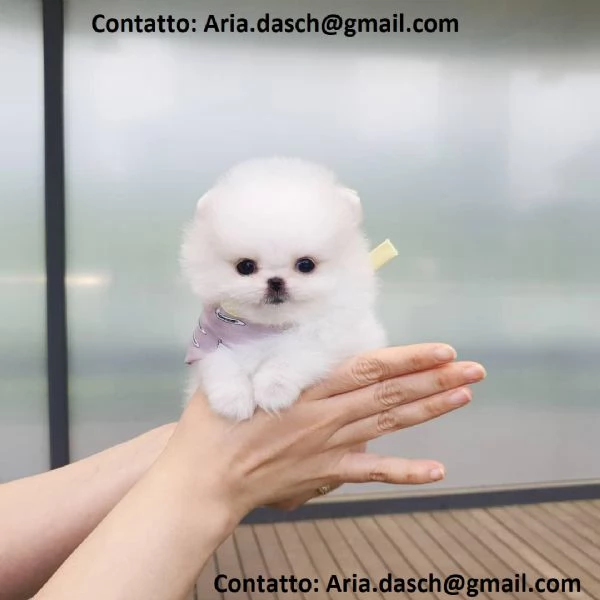 POMERANIA CUCCIOLI MASCHIO E FEMMINA bellissimi cuccioli di Pomerania maschio e femmina si conse