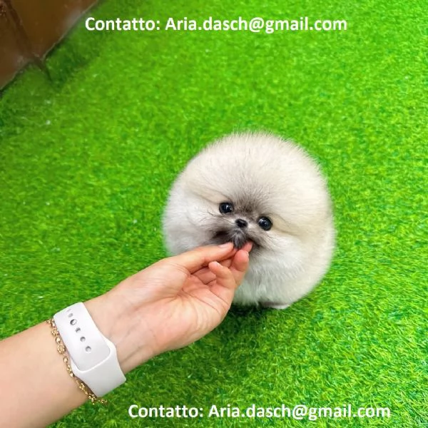 POMERANIA CUCCIOLI MASCHIO E FEMMINA bellissimi cuccioli di Pomerania maschio e femmina si conse