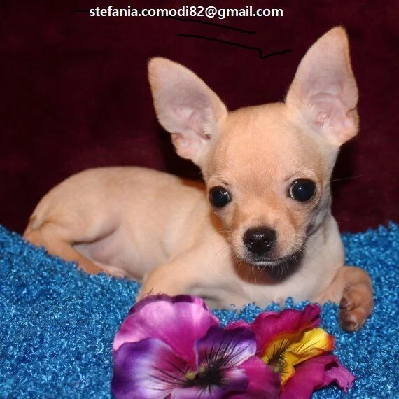 Regalo cuccioli di chihuahua Mini toy cuccioli di chihuahua mini toy   ancora disponibili un maschi