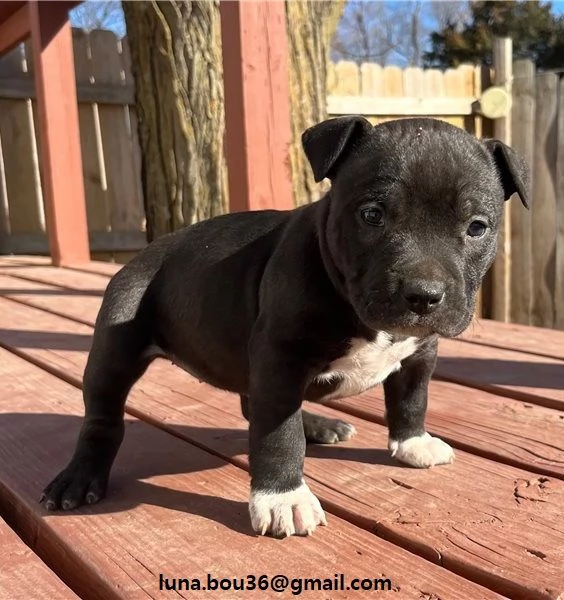 Regalo Cuccioli pitbull Disponibili bellissimi cuccioli di pitbull genitori visibili i cuccioli so