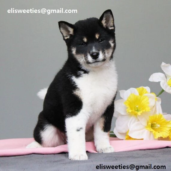 REGALO Cuccioli Shiba Inu cuccioli Shiba Inu maschio e femmina disponibile Tutti i documenti sono d