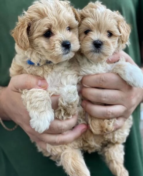 Cuccioli di Maltipoo sia maschi che femmine in cerca di una nuova casa