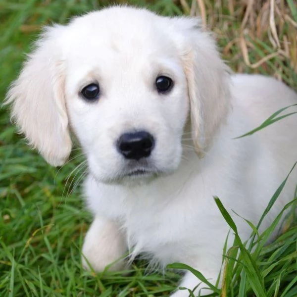 Cucciole golden retriever