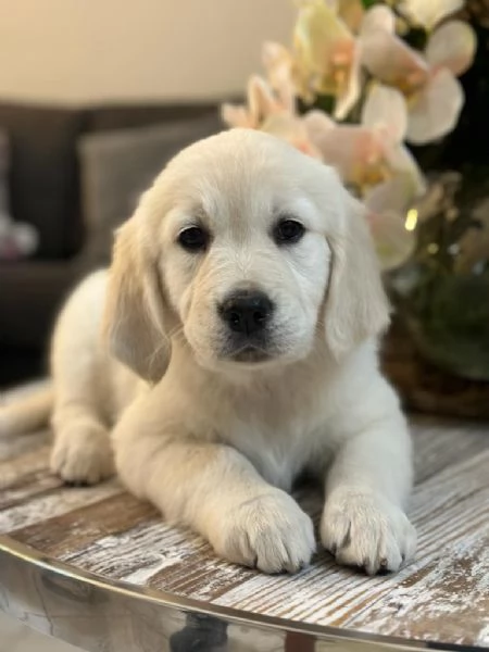 Due cuccioli di Golden Retriever ti aspettano