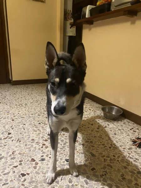 Cane maschio mix husky e cane lupo cerca casa