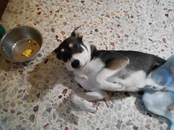 Cane maschio mix husky e cane lupo cerca casa | Foto 3