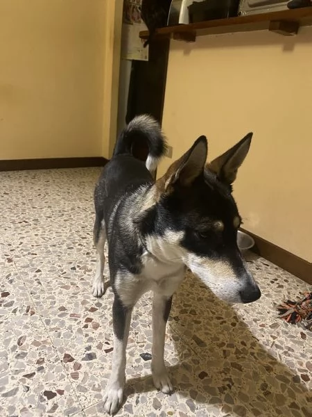 Cane maschio mix husky e cane lupo cerca casa | Foto 1