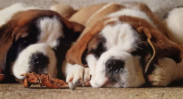 Cuccioli di San Bernardo vendesi | Foto 1