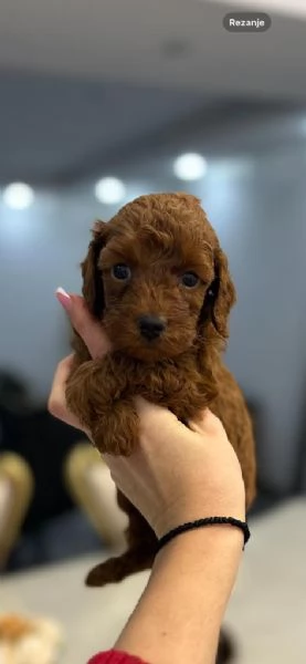 Cuccioli di Barboncino Toy e Mini | Foto 2