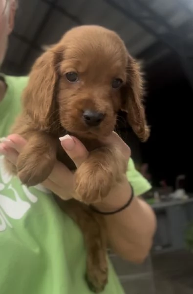 Cuccioli di Cockapoo in vendita | Foto 4