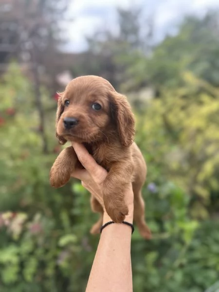 Cuccioli di Cockapoo in vendita | Foto 1