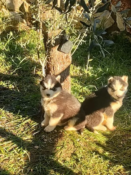 Siberian husky 