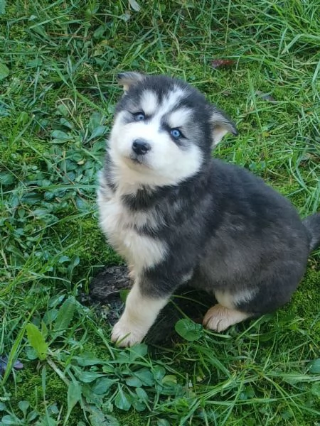 Siberian husky  | Foto 2