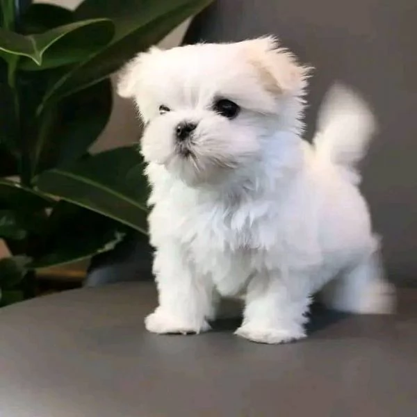 CUCCIOLI MALTESE TOY | Foto 0