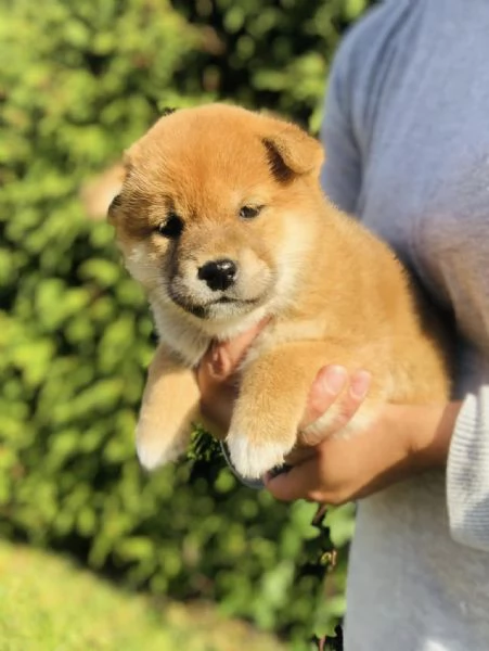 SHIBA INU cuccioli 