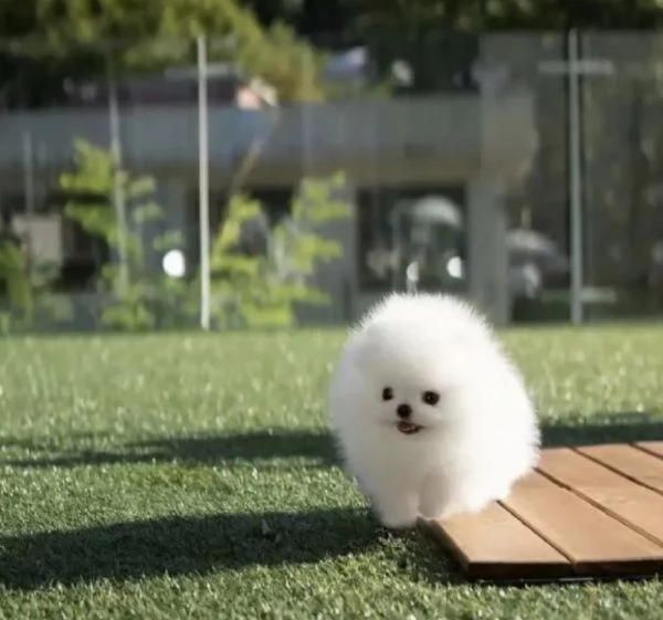 questi cuccioli di Pomerania | Foto 2