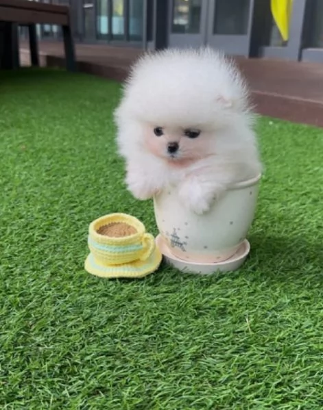 questi cuccioli di Pomerania | Foto 1