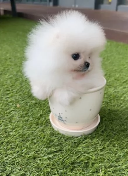 questi cuccioli di Pomerania